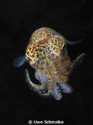 Bobtail -
This tiny beauty (Bobtail Squid or lat. Euprym... by Uwe Schmolke 